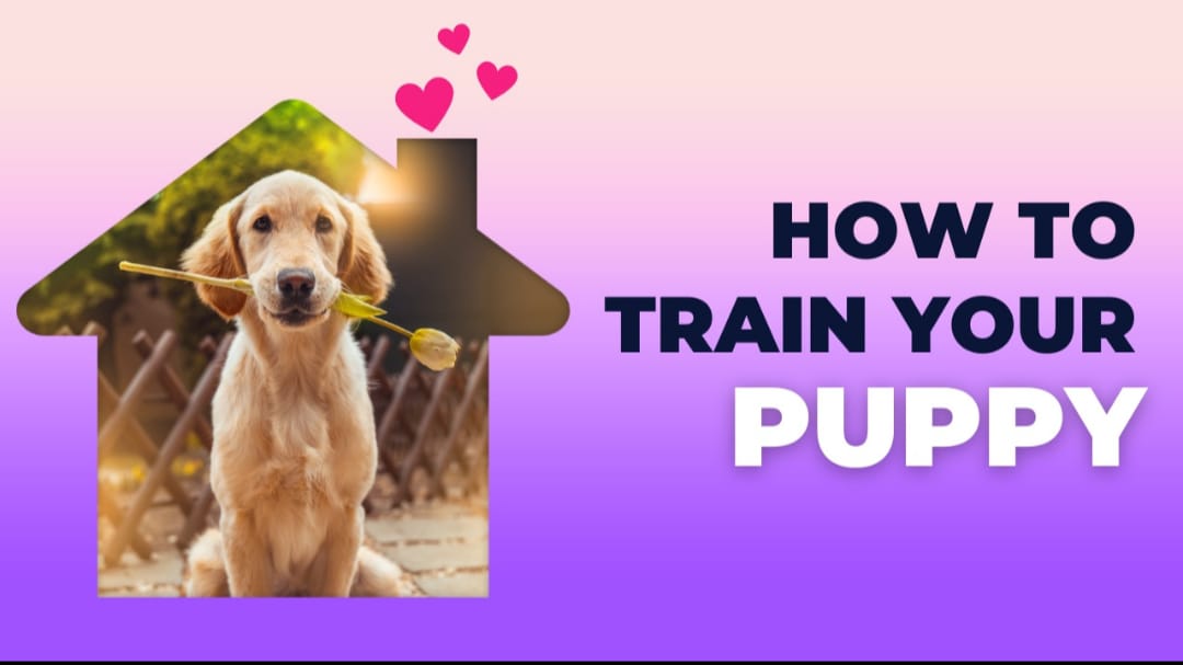 How To Train Your Dog: Everything You Know